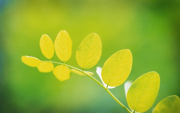 Весенняя листва