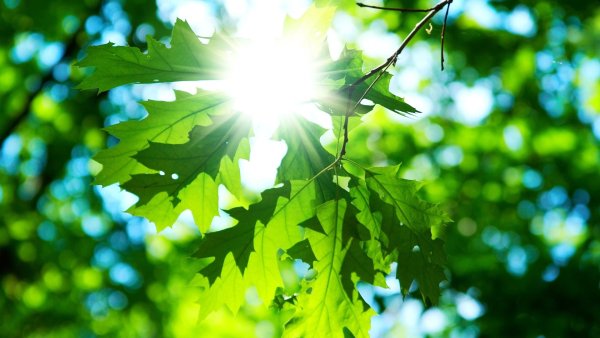 Ветка дерева