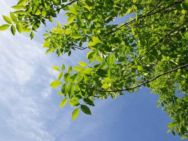 Клен зеленый дерево