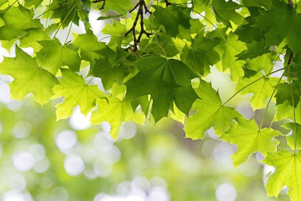 Лист березы повислой