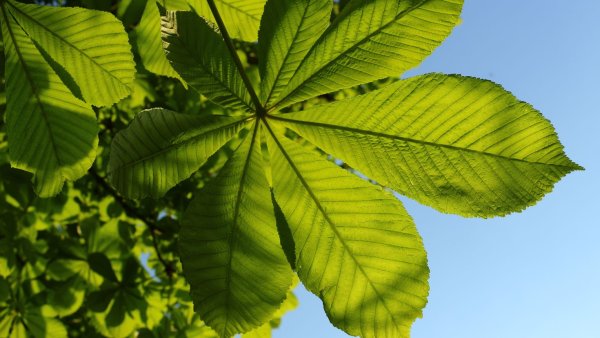 Падающие листья