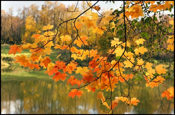 Опавшие листья