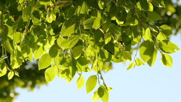 Осень паутина