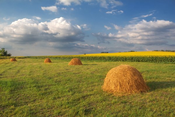Деревня поле сенокос