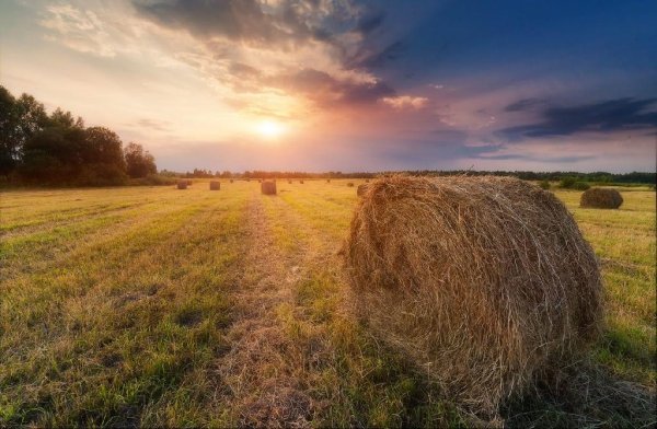 Июль сенокос деревня