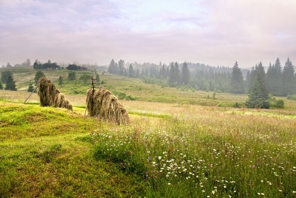 Лето в деревне сенокос