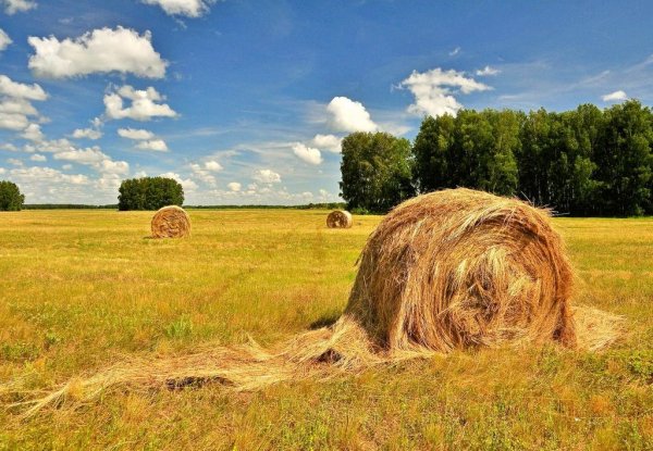 Самсон Сеногной