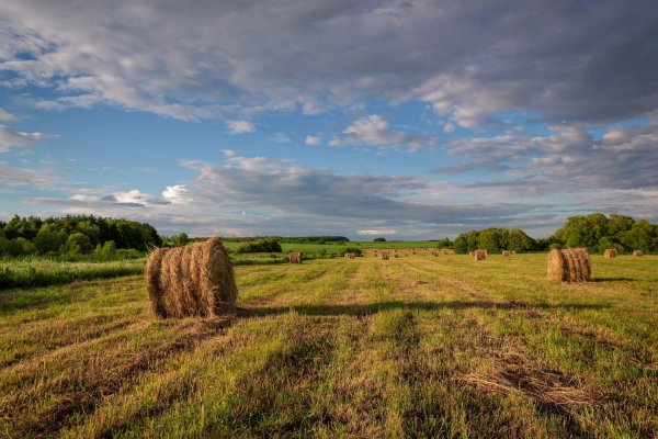 Сычевка Алтайский край сенокос
