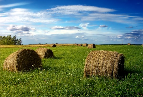 Стог поле сенокос