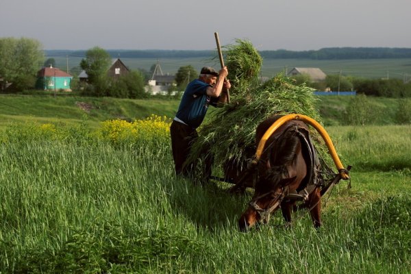 Июль сенокос деревня