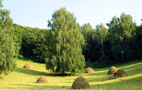 Лето поле Пермский край сенокос
