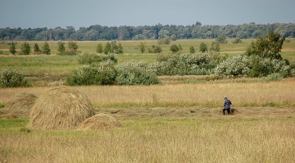 Сенокос Алаас