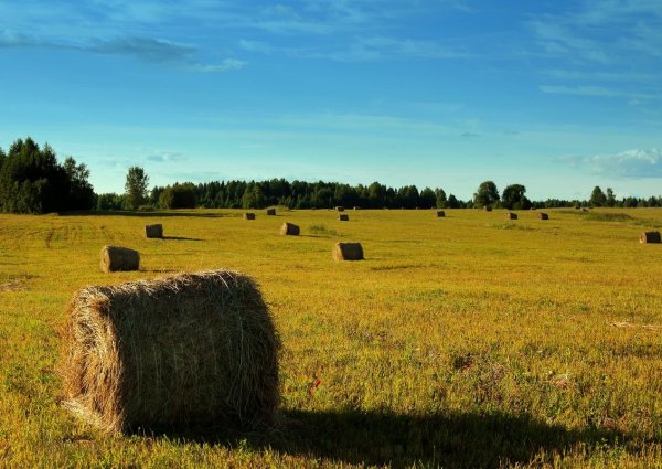 Июль сенокос деревня