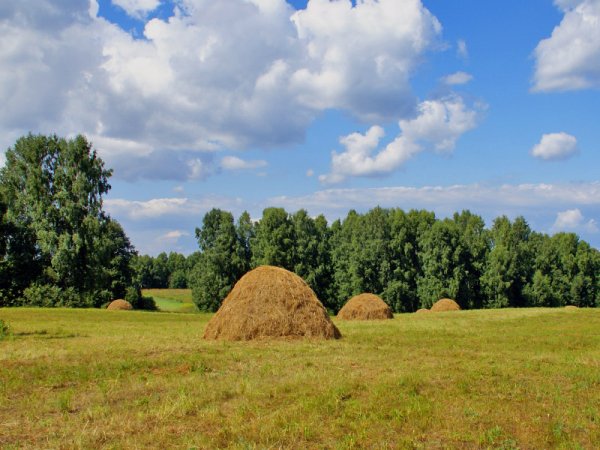 Сенокос деревня природа
