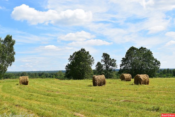 Сенокос август берийский