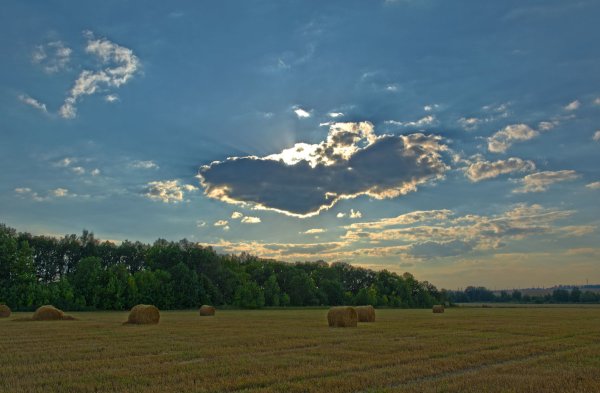 Сенокос Брянск