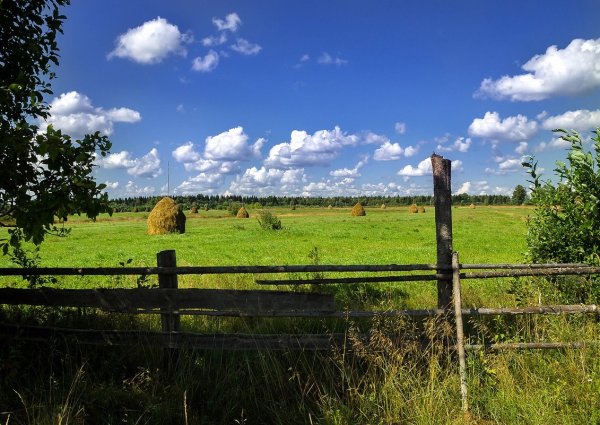 Сенокос деревня природа