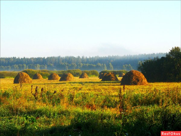 Картина Платонова сенокос