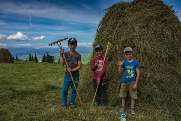 Июль сенокос деревня живопись