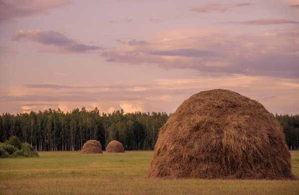 Веркола сенокос