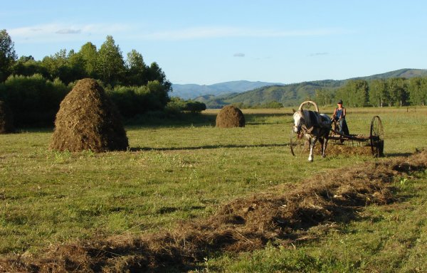 Сенокос живопись в деревне