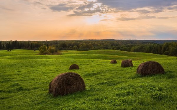 Поленов сенокос