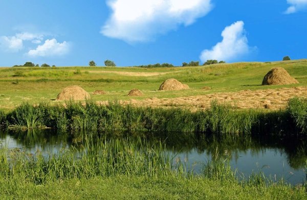 Дети на сенокосе