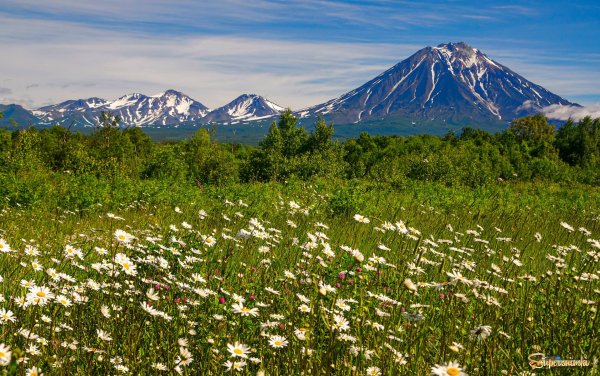 Природа Камчатки лес