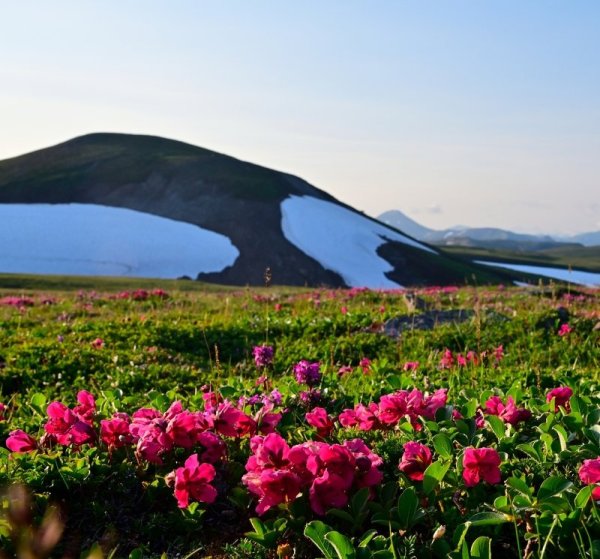 Тундра Камчатки