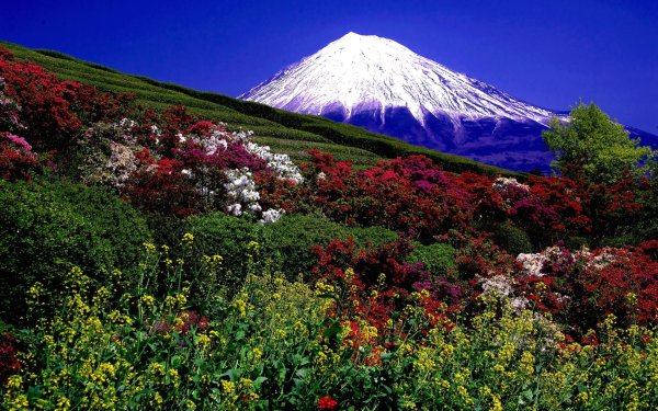 Альпийские Луга Камчатки Камчатка