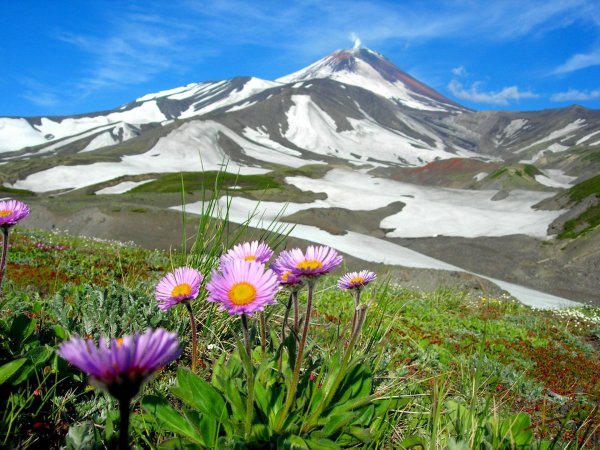 Корякский заповедник Флора