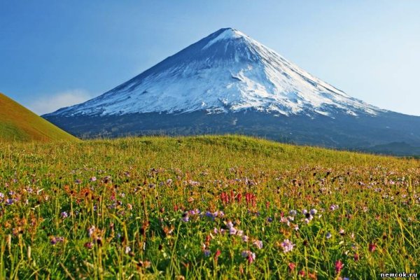Поляна эдельвейсов Ключевская сопка