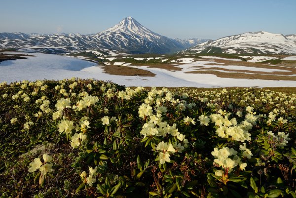 Кроноцкий заповедник Флора
