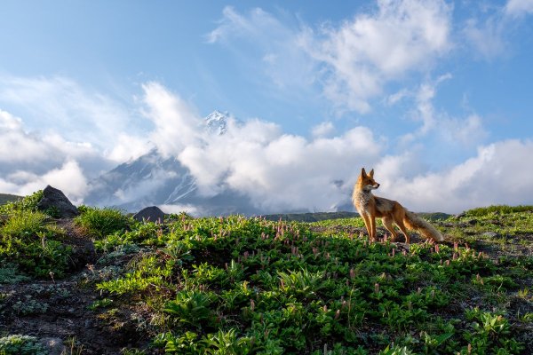 Цветение на Камчатке