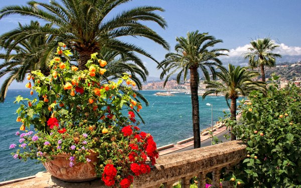 Апельсиновая роща в Андалусии