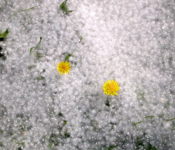 Художник Мохов Александр зима