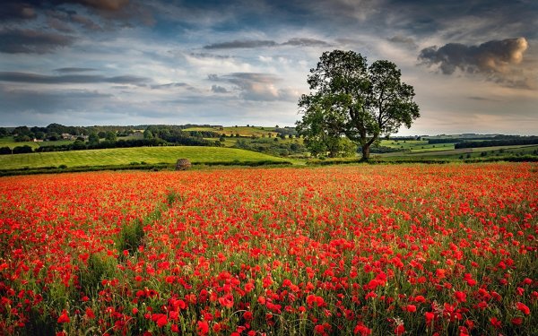 Красивое поле