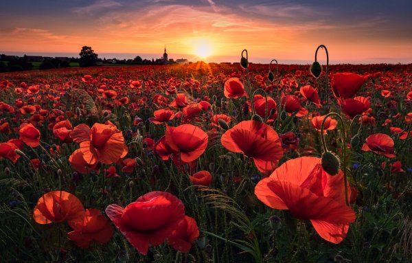 Маковое поле с восходом солнца
