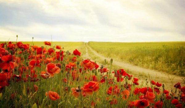 Поле пшеница с маками