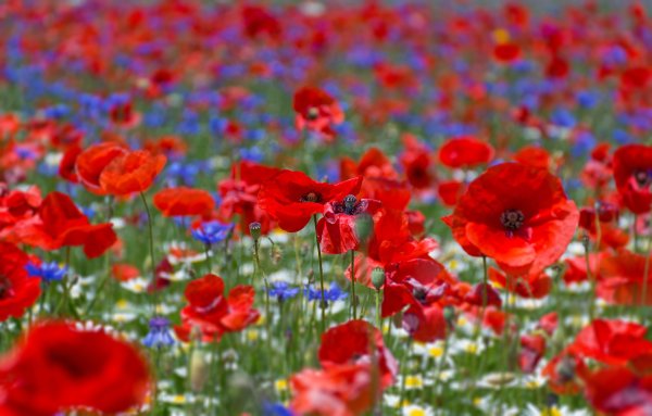 Маковое поле