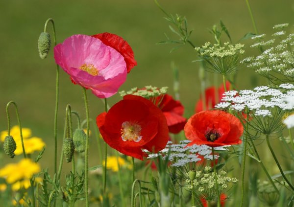 Мак Луговой желтый