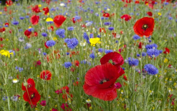 Маки и васильки