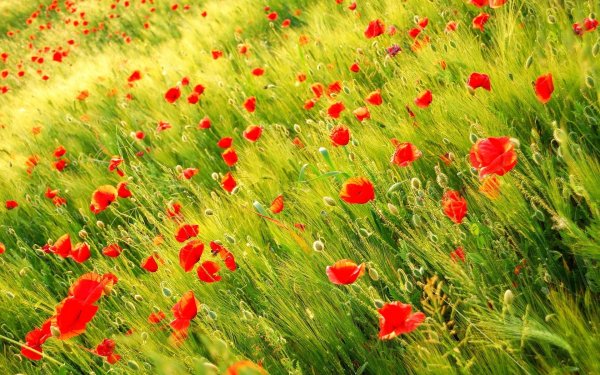 Обои на рабочий стол маки