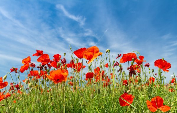 Поле голубых маков