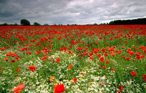 Луг с маками