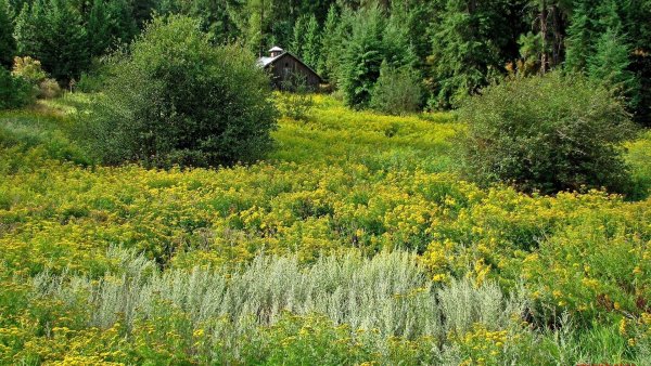 Кустарники на опушке леса