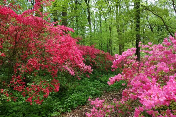 Красный кустарник