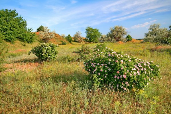 Кустарниковые степи Самарской области