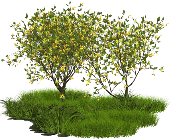 Кусты в ПГН