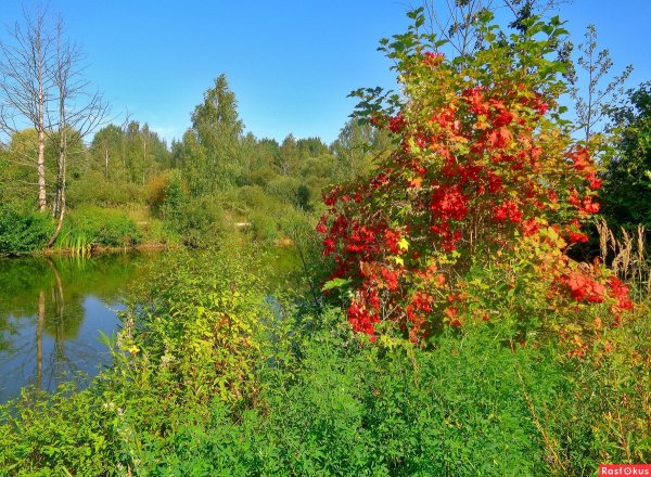 Калина Лесная